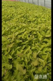 高度20厘米金叶甘薯