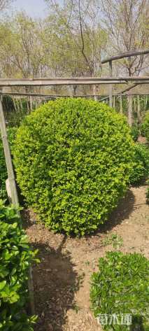 冠幅180厘米金叶女贞球