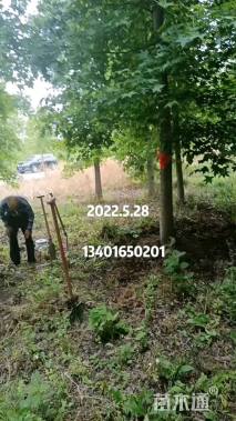 20公分北美枫香