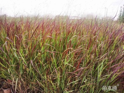 高度40厘米柳枝稷