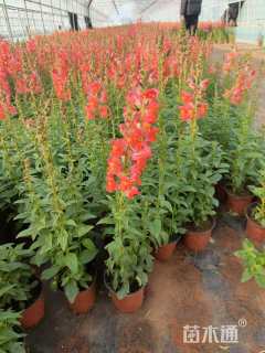 高度30厘米金鱼草