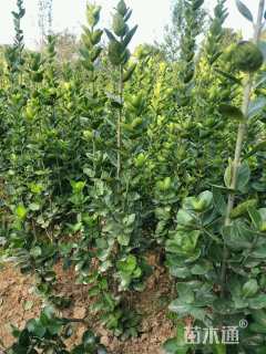 高度50厘米北海道黄杨