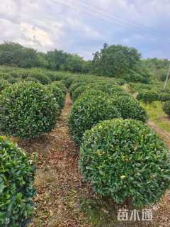 冠幅170厘米茶梅球