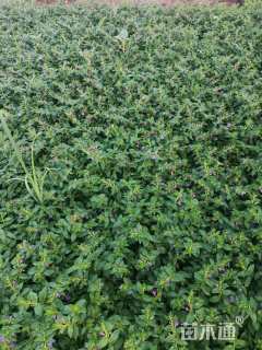 高度15厘米满天星