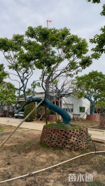 23公分红果冬青