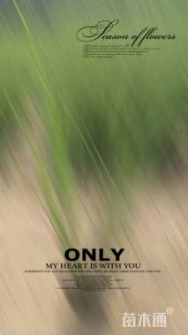 高度40厘米细叶芒