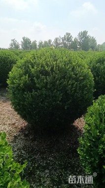 冠幅150厘米瓜子黄杨球