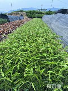 高度40厘米红绒球