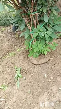高度50厘米结香