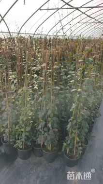 120厘米风车茉莉