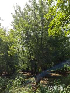 高度450厘米丛生白蜡