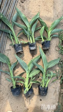 高度34厘米美人蕉