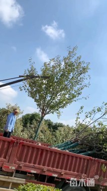 10公分日本晚樱