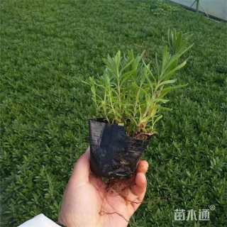 高度16厘米薰衣草