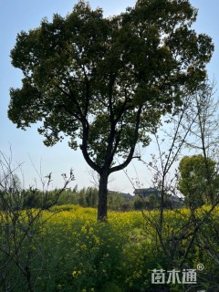 62公分香樟