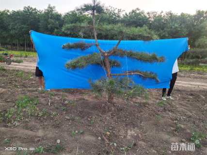 10公分造型油松