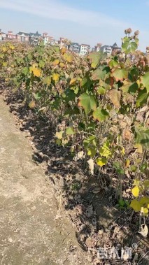 高度60厘米木芙蓉