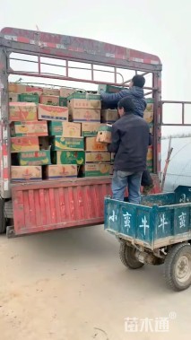 高度30厘米百子莲