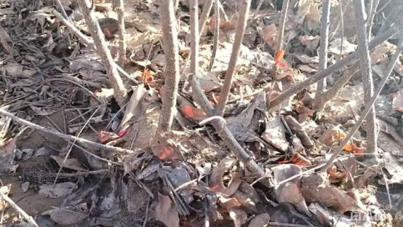 0.4公分紫叶矮樱