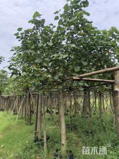 10公分黄槿