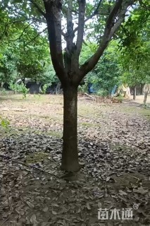 15公分高杆桂花
