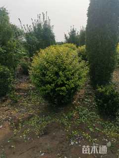 冠幅150厘米金叶女贞球