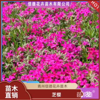 高度10厘米芝樱