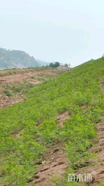 高度50厘米紫穗槐