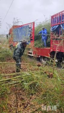 地栽苗雷竹