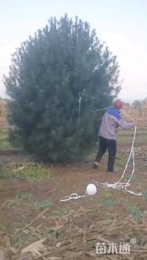 高度500厘米白皮松