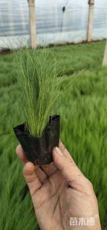 高度30厘米细叶芒