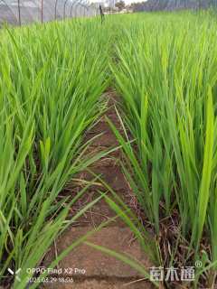 高度30厘米火星花