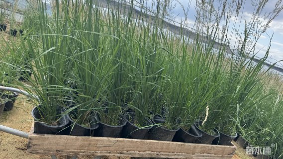 高度60厘米拂子茅