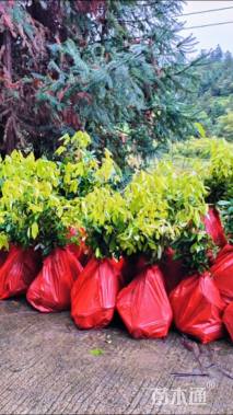 高度30厘米赤皮青冈