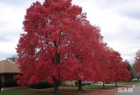 12公分美国红枫-十月光辉
