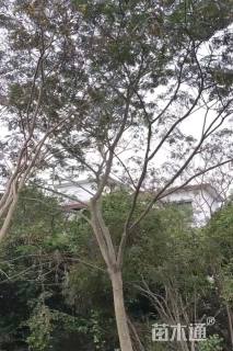 15公分合欢