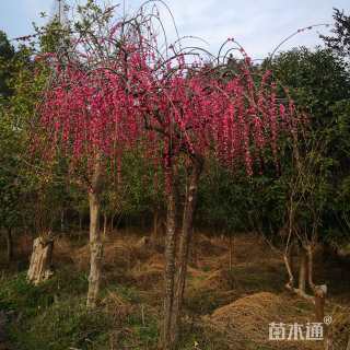 10公分红梅