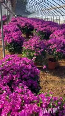 高度95厘米三角梅
