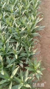 高度12厘米荷兰菊