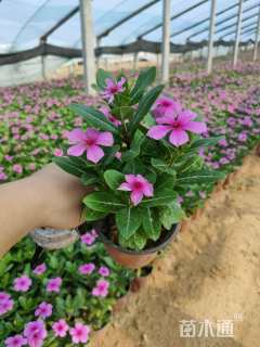 高度20厘米长春花