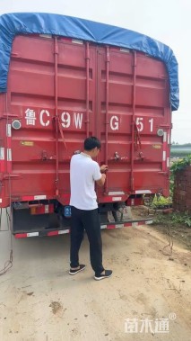 高度20厘米石竹