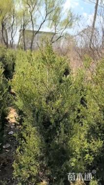 高度170厘米塔柏