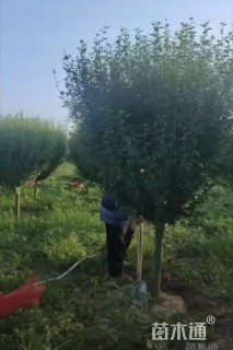高度280厘米木槿