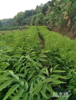 高度30厘米无患子小苗