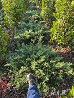 高度40厘米龙柏