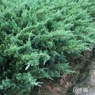 高度30厘米铺地柏