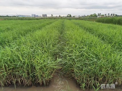 高度50厘米芡实