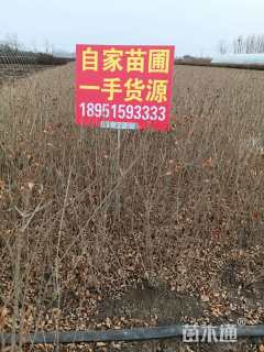 高度40厘米紫叶水蜡