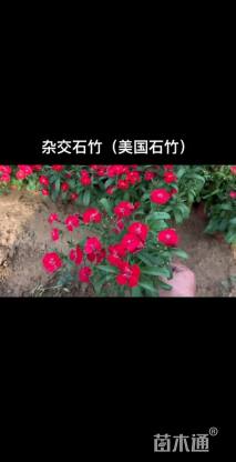 高度18厘米石竹