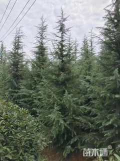 高度300厘米雪松